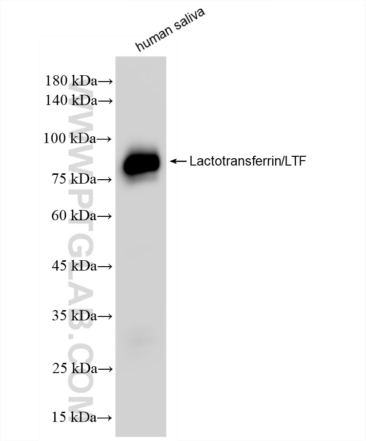 Western Blot (WB) analysis of human saliva using Lactotransferrin/LTF Recombinant antibody (83409-5-RR)