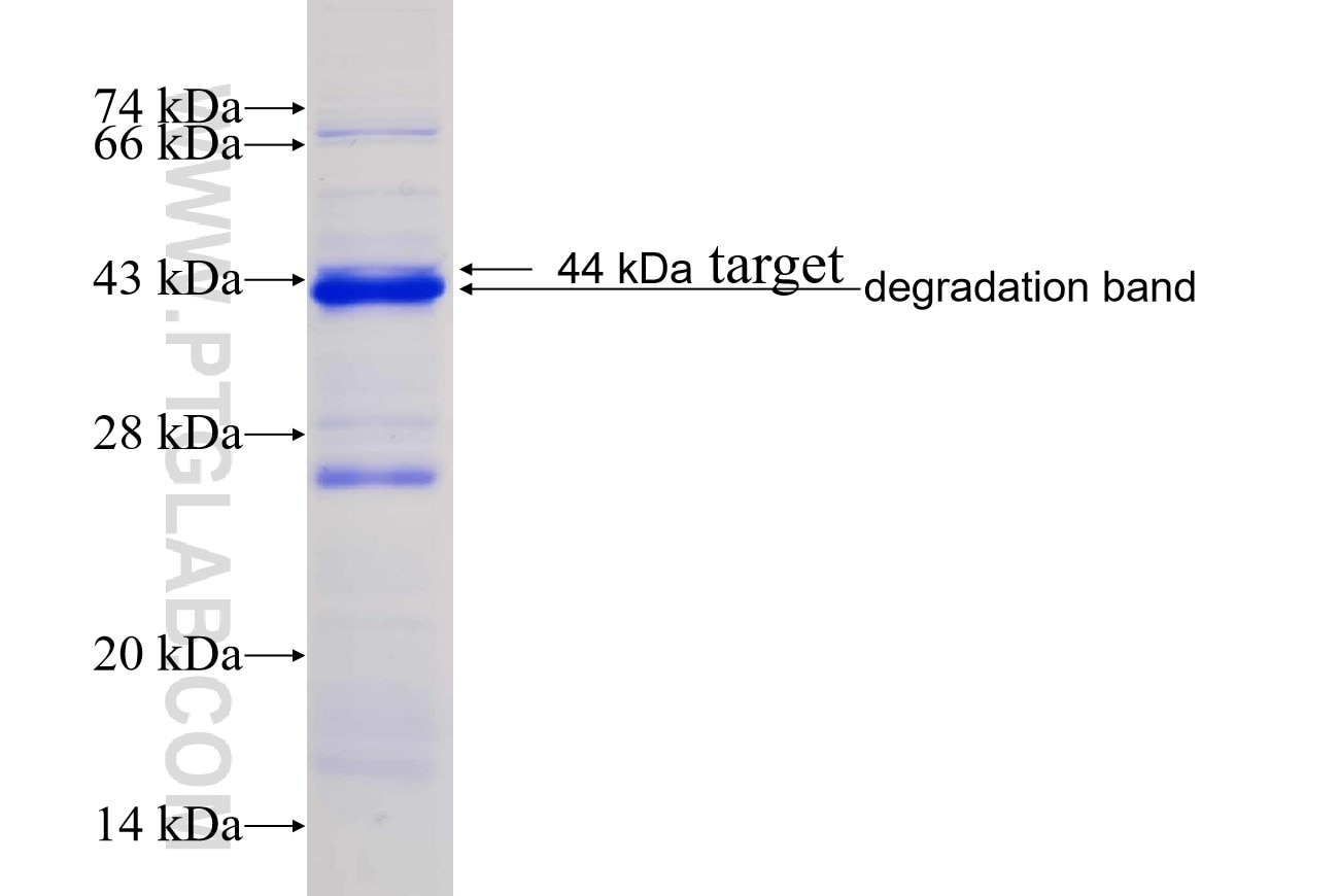 LTF fusion protein Ag33645 SDS-PAGE