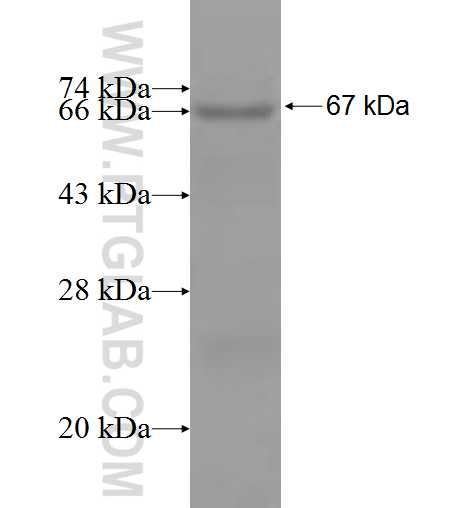 LTF fusion protein Ag1379 SDS-PAGE
