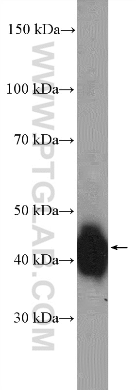 Western Blot (WB) analysis of mouse brain tissue using LUC7L Polyclonal antibody (17085-1-AP)