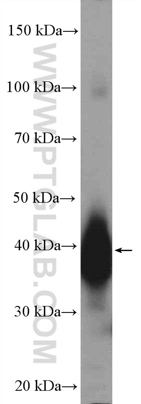 Western Blot (WB) analysis of mouse liver tissue using LUC7L Polyclonal antibody (17085-1-AP)