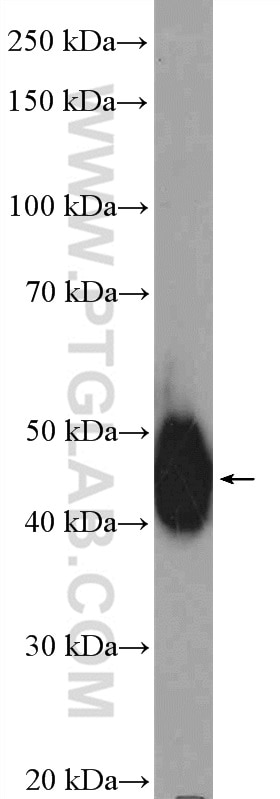 Western Blot (WB) analysis of mouse brain tissue using LUC7L Polyclonal antibody (17085-1-AP)