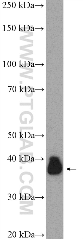 Western Blot (WB) analysis of mouse liver tissue using LUC7L Polyclonal antibody (17085-1-AP)