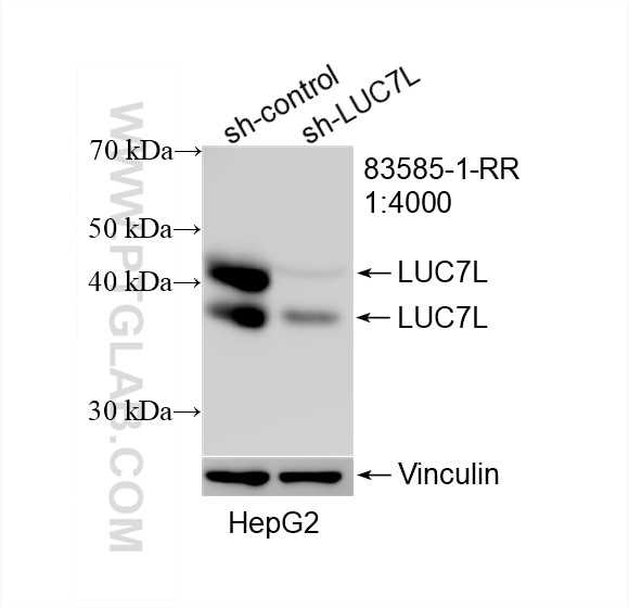 Western Blot (WB) analysis of HepG2 cells using LUC7L Recombinant antibody (83585-1-RR)