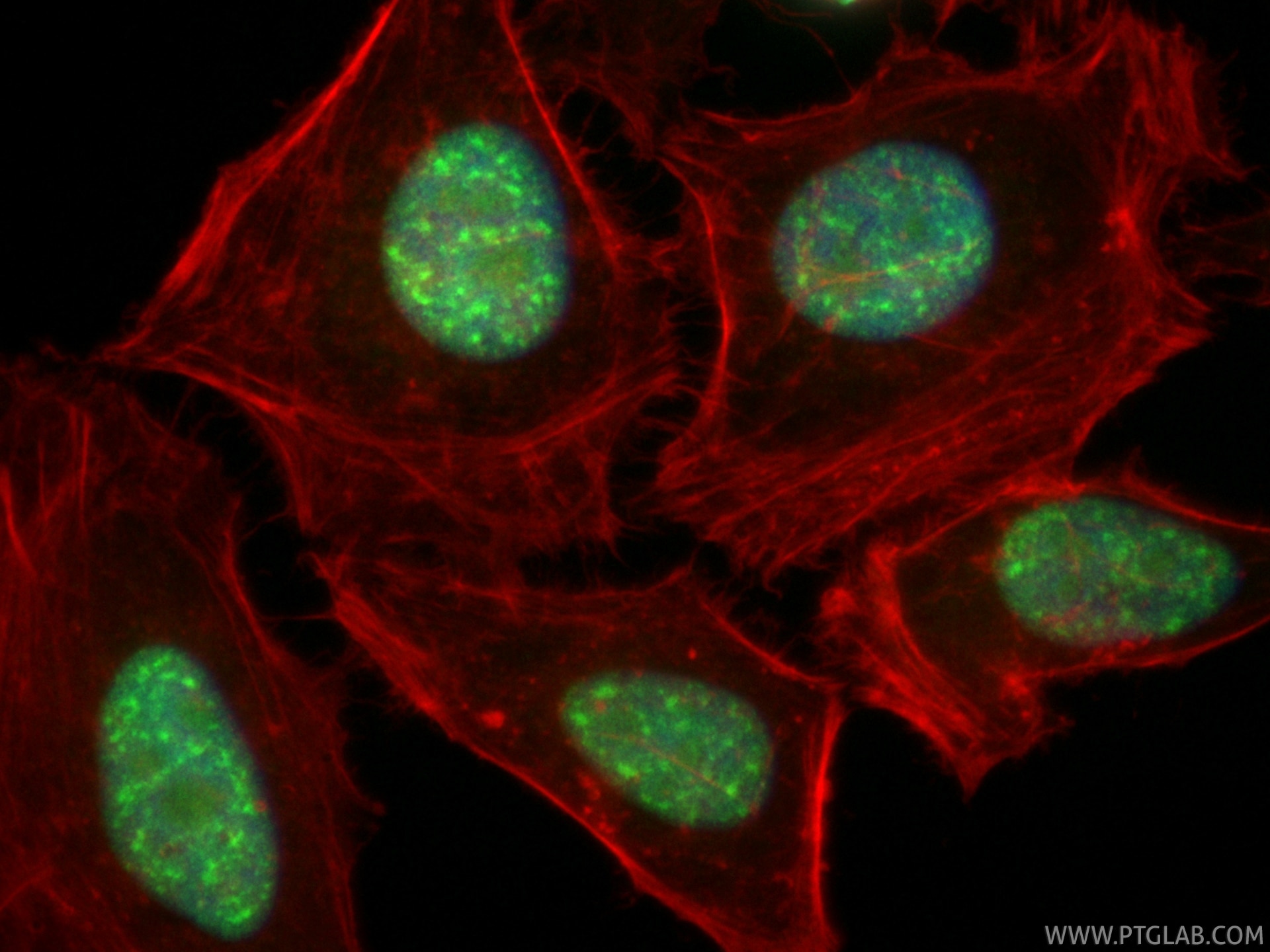 Immunofluorescent analysis of (4% PFA) fixed HeLa cells using CoraLite® Plus 488 LUC7L antibody (CL488-83585, Clone: 240311B10 ) at dilution of 1:200, CL594-phalloidin (red). Immunofluorescence (IF) / fluorescent staining of HeLa cells using CoraLite® Plus 488-conjugated LUC7L Recombinant mo (CL488-83585)