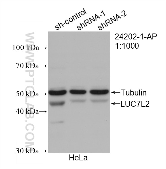 Western Blot (WB) analysis of HeLa cells using LUC7L2 Polyclonal antibody (24202-1-AP)