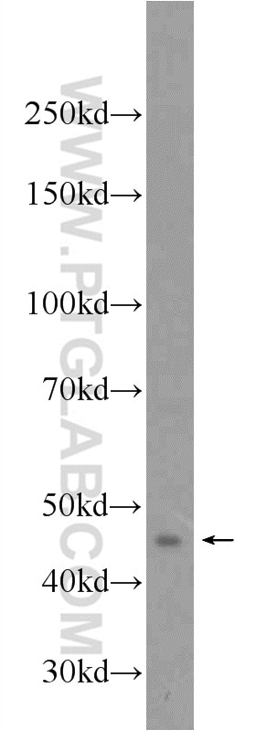 Western Blot (WB) analysis of HeLa cells using LUC7L2 Polyclonal antibody (24202-1-AP)