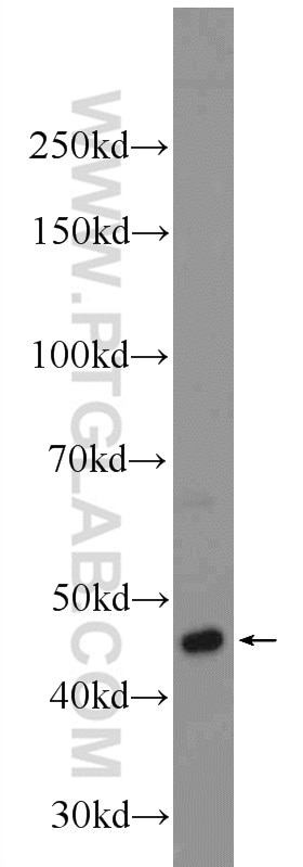 Western Blot (WB) analysis of K-562 cells using LUC7L2 Polyclonal antibody (24202-1-AP)