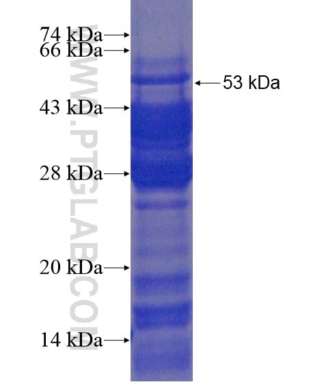 LUC7L2 fusion protein Ag21135 SDS-PAGE