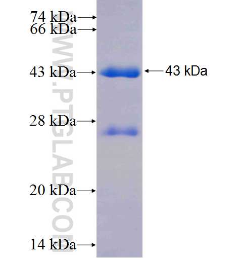 LUM fusion protein Ag23843 SDS-PAGE