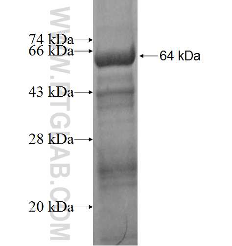 LUM fusion protein Ag1106 SDS-PAGE