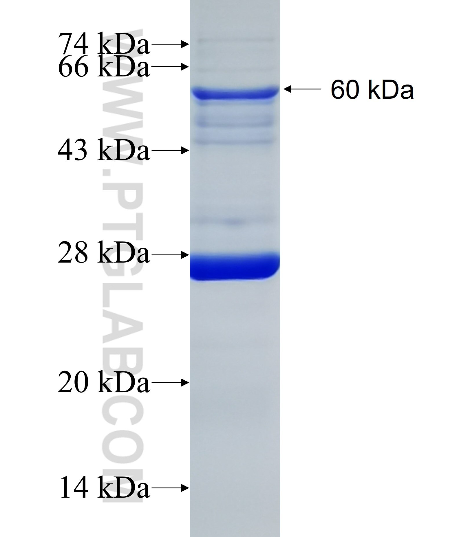 LUM fusion protein Ag1106 SDS-PAGE