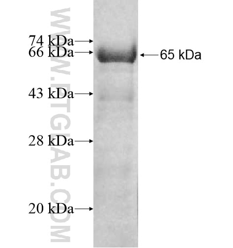 LUZP1 fusion protein Ag11518 SDS-PAGE