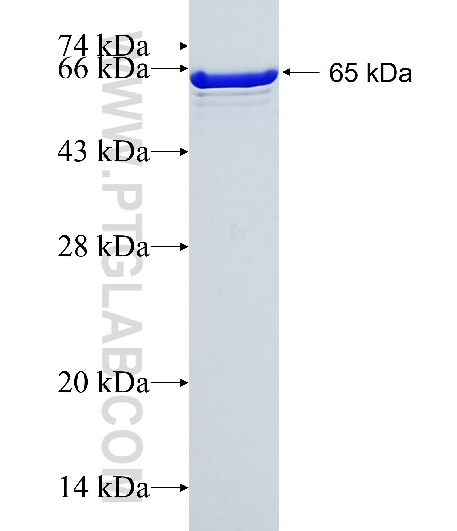 LUZP1 fusion protein Ag11518 SDS-PAGE