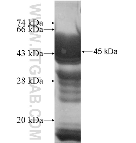 LUZP1 fusion protein Ag11641 SDS-PAGE