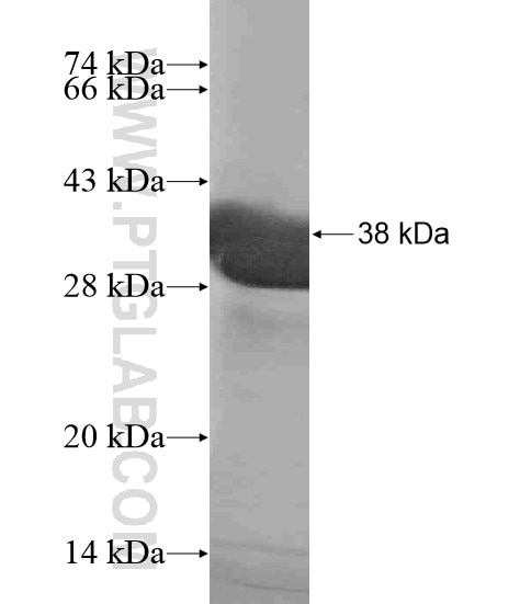 LUZP2 fusion protein Ag19643 SDS-PAGE