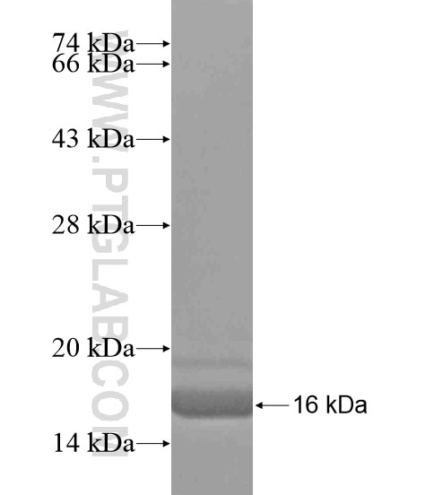 LUZP2 fusion protein Ag19647 SDS-PAGE
