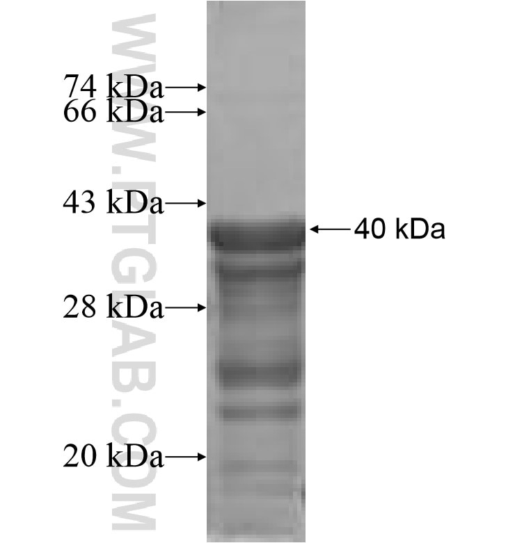 LUZP4 fusion protein Ag1212 SDS-PAGE