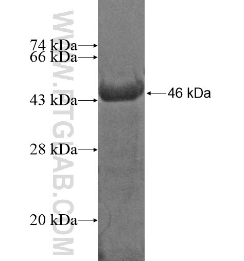 LVRN fusion protein Ag12068 SDS-PAGE