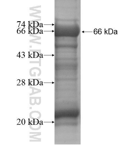 LVRN fusion protein Ag12194 SDS-PAGE