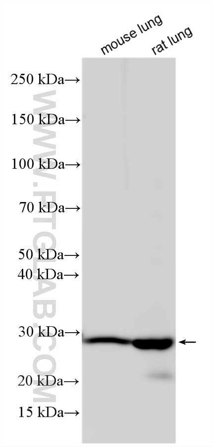 Western Blot (WB) analysis of various lysates using LXN Polyclonal antibody (13056-1-AP)