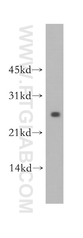 Western Blot (WB) analysis of mouse lung tissue using LXN Polyclonal antibody (13056-1-AP)