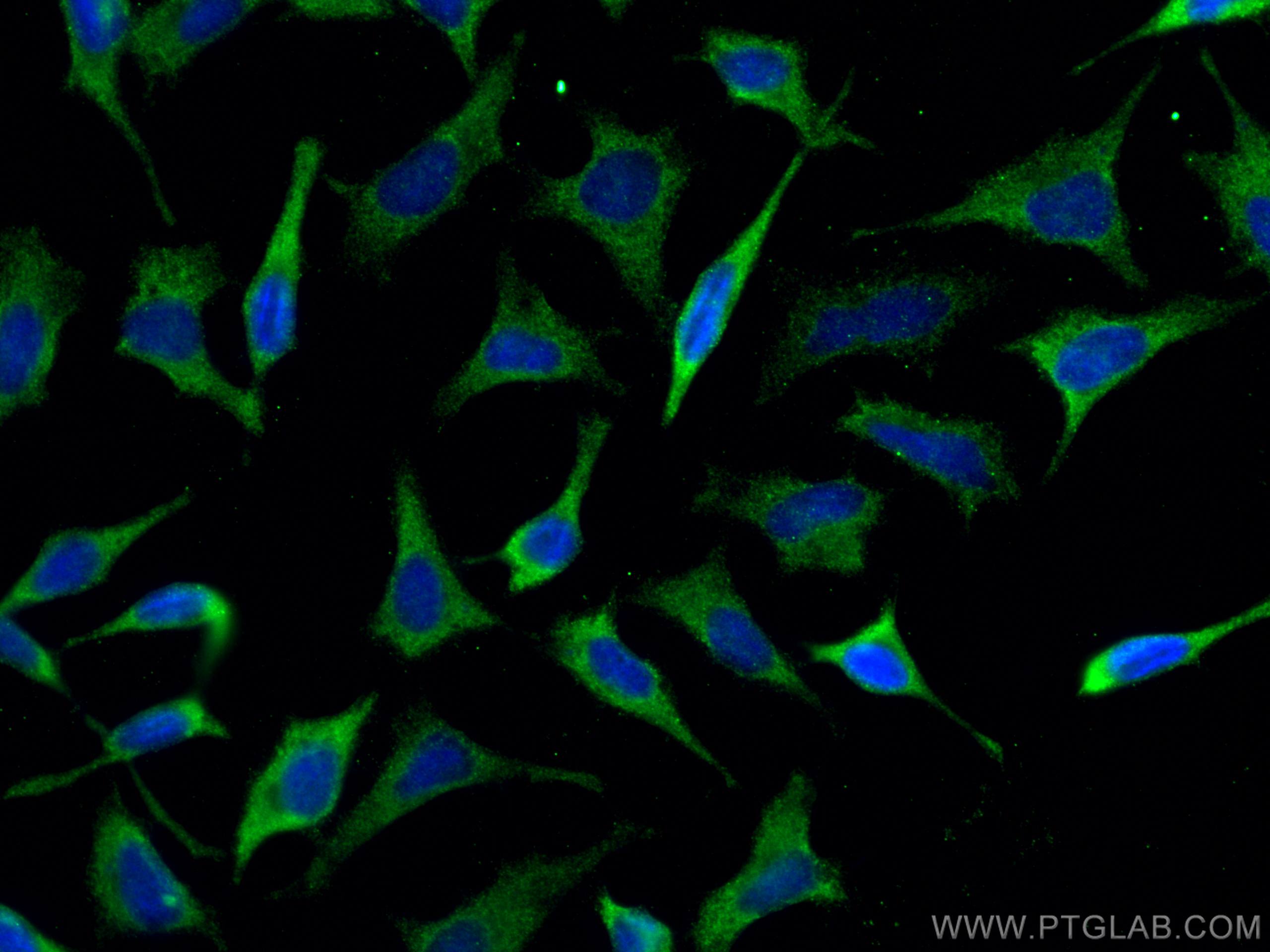 Immunofluorescence (IF) / fluorescent staining of HeLa cells using LXN Monoclonal antibody (66957-1-Ig)