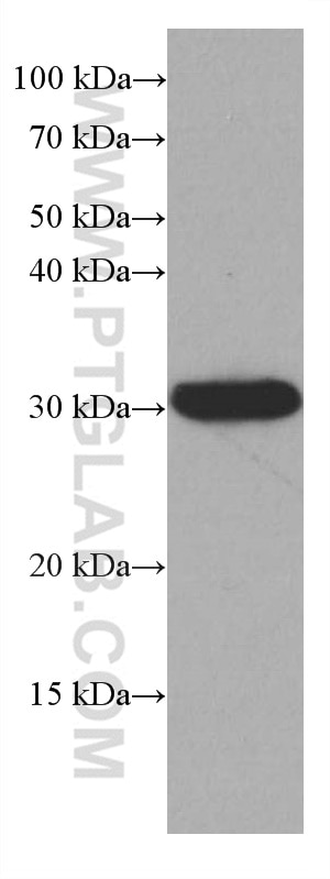 Western Blot (WB) analysis of pig brain tissue using LXN Monoclonal antibody (66957-1-Ig)