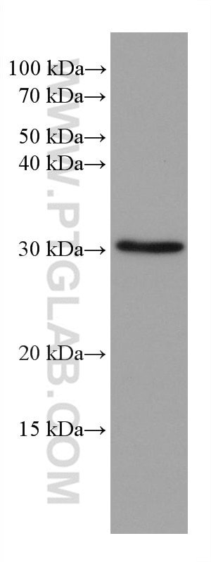 Western Blot (WB) analysis of A549 cells using LXN Monoclonal antibody (66957-1-Ig)