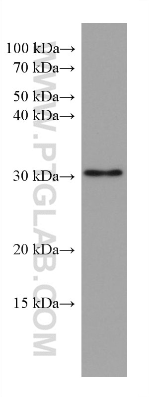 Western Blot (WB) analysis of HEK-293 cells using LXN Monoclonal antibody (66957-1-Ig)