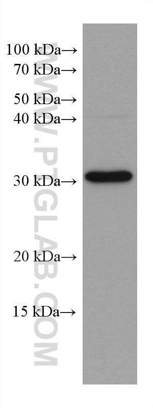 Western Blot (WB) analysis of HeLa cells using LXN Monoclonal antibody (66957-1-Ig)