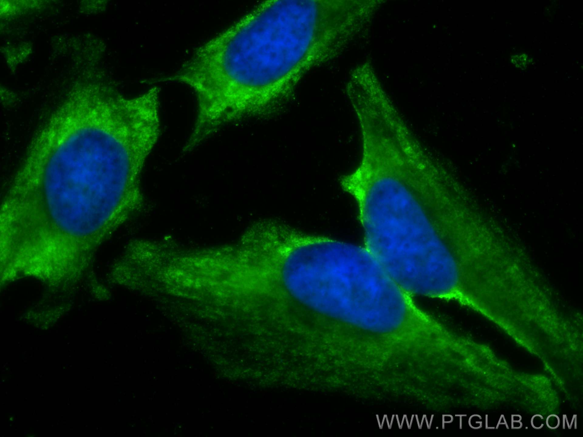 Immunofluorescence (IF) / fluorescent staining of HeLa cells using CoraLite® Plus 488-conjugated LXN Monoclonal antib (CL488-66957)