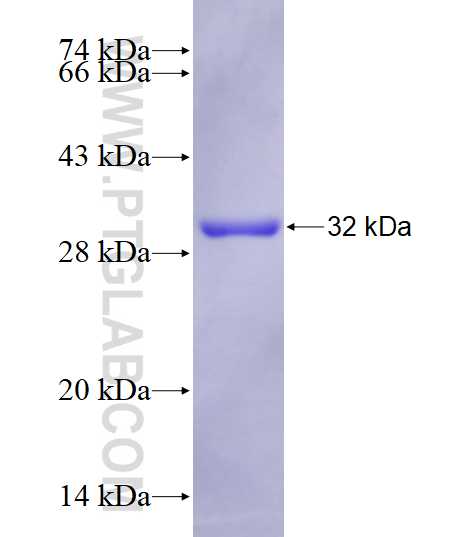 LXN fusion protein Ag27922 SDS-PAGE