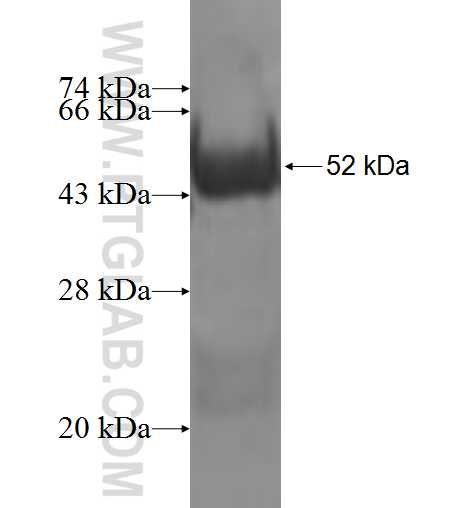 LXN fusion protein Ag3726 SDS-PAGE