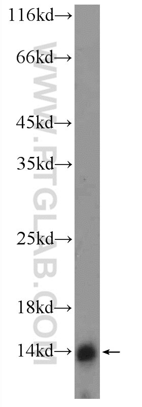 LY6D