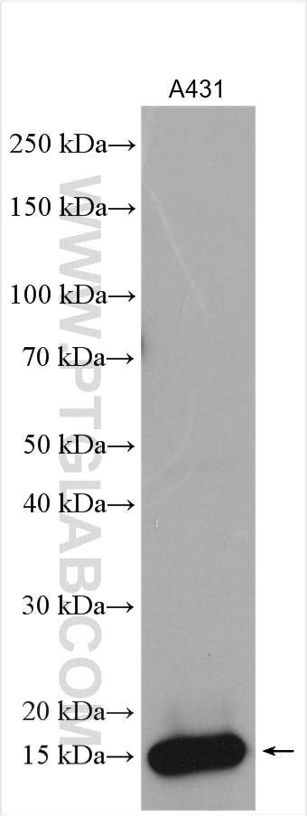 Western Blot (WB) analysis of A431 cells using LY6D Polyclonal antibody (17361-1-AP)