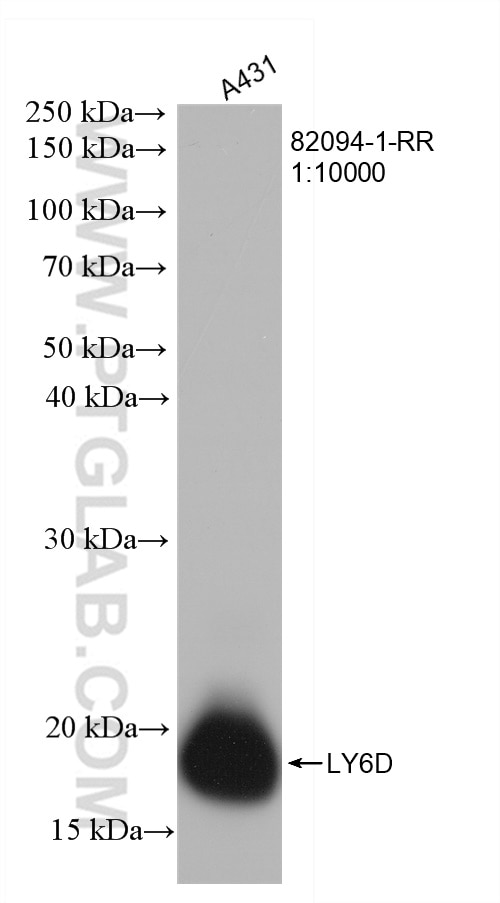 Western Blot (WB) analysis of A431 cells using LY6D Recombinant antibody (82094-1-RR)