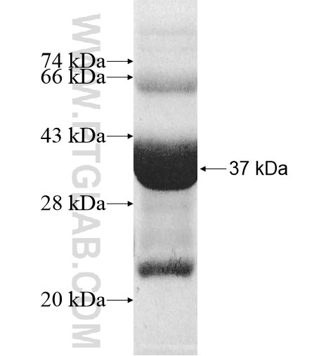 LY6D fusion protein Ag10714 SDS-PAGE