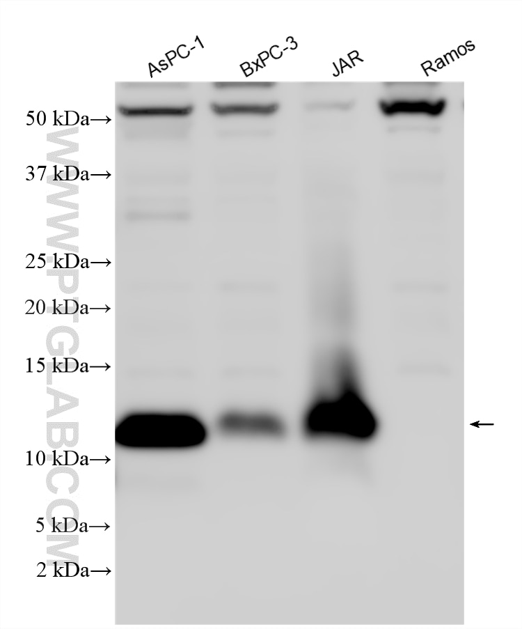 Western Blot (WB) analysis of various lysates using LY6E Polyclonal antibody (22144-1-AP)