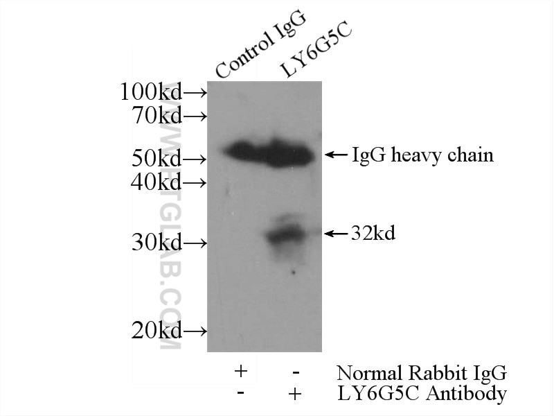Immunoprecipitation (IP) experiment of K-562 cells using LY6G5C Polyclonal antibody (24633-1-AP)