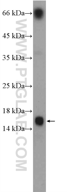 Western Blot (WB) analysis of mouse spleen tissue using LY6G5C Polyclonal antibody (24633-1-AP)