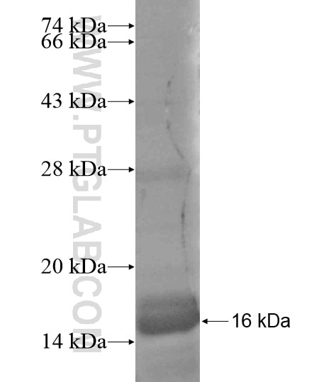 LY6G6D fusion protein Ag18703 SDS-PAGE