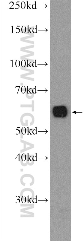 WB analysis of HepG2 using 25872-1-AP