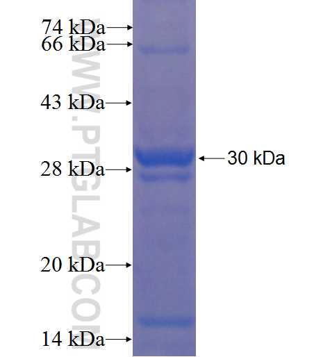 LY6G6F fusion protein Ag22467 SDS-PAGE