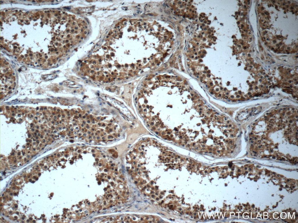 Immunohistochemistry (IHC) staining of human testis tissue using LY6H Polyclonal antibody (23933-1-AP)