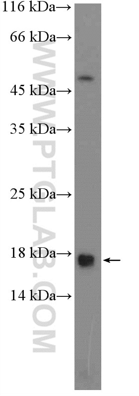 Western Blot (WB) analysis of Raji cells using LY6H Polyclonal antibody (23933-1-AP)