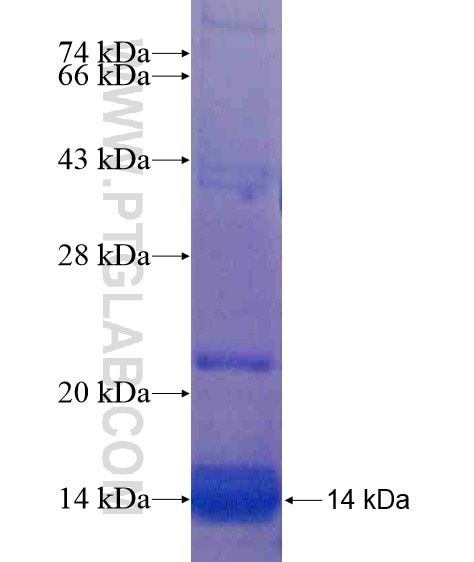 LY6H fusion protein Ag20762 SDS-PAGE