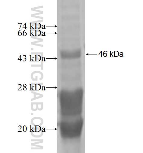 LY6K fusion protein Ag2656 SDS-PAGE