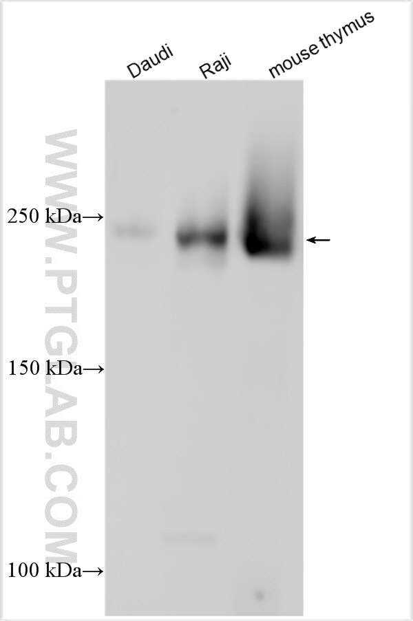 Western Blot (WB) analysis of various lysates using LY75/DEC-205 Polyclonal antibody (32754-1-AP)