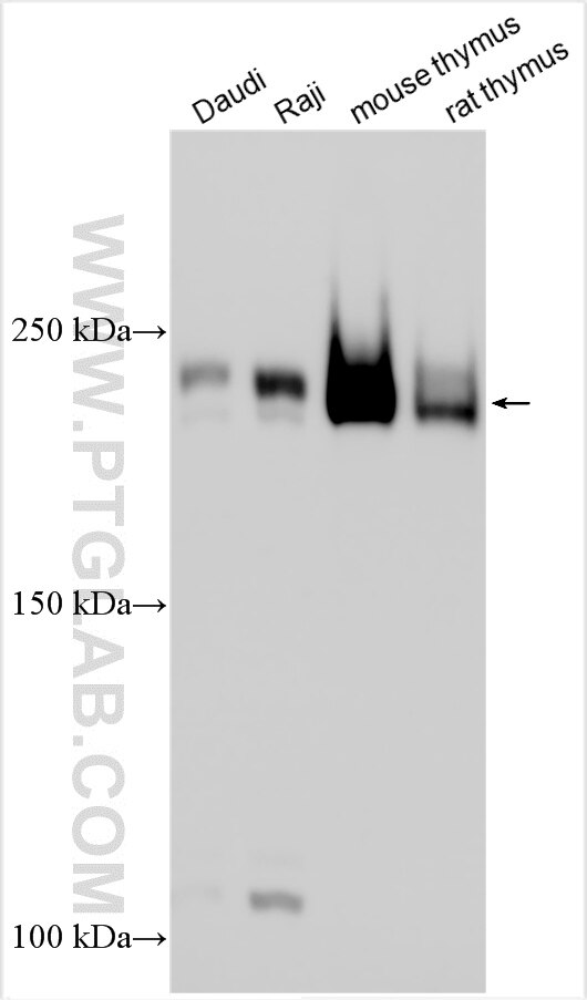 Western Blot (WB) analysis of various lysates using LY75/DEC-205 Polyclonal antibody (32754-1-AP)